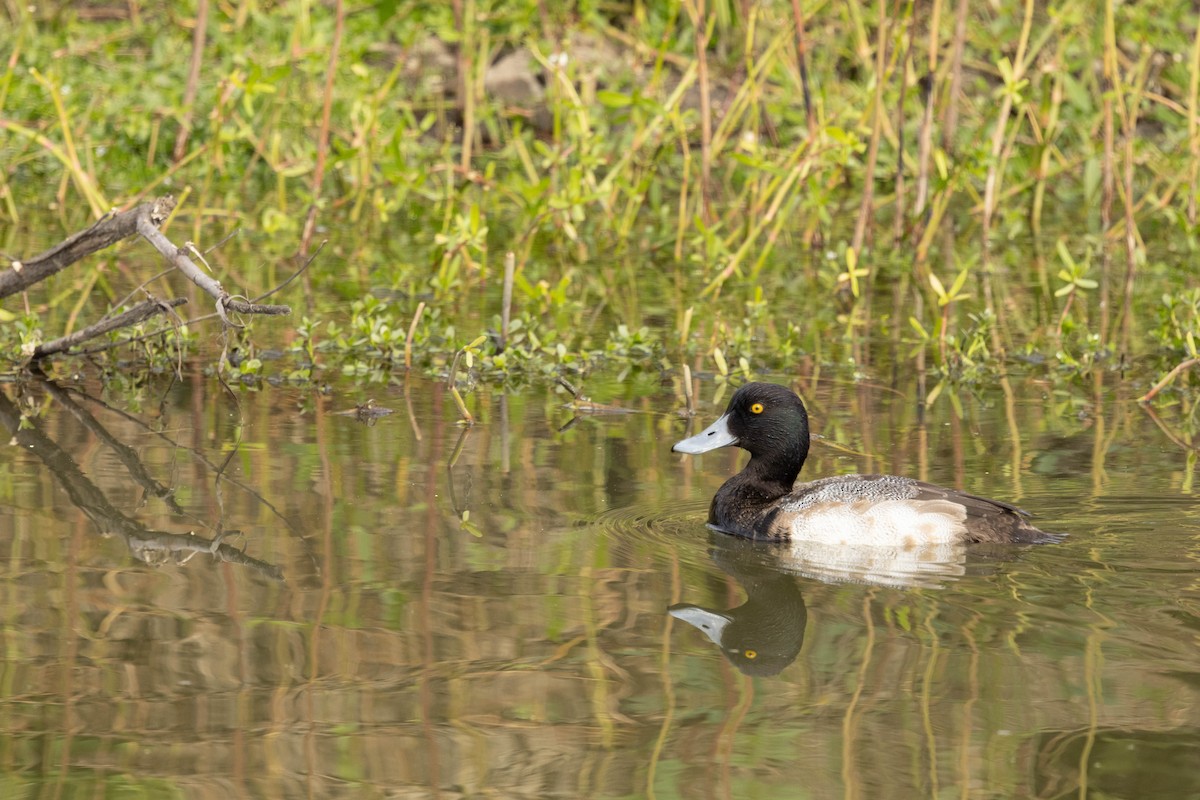 Greater Scaup - ML612051578