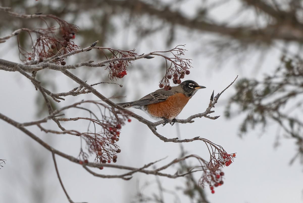 American Robin - ML612051734