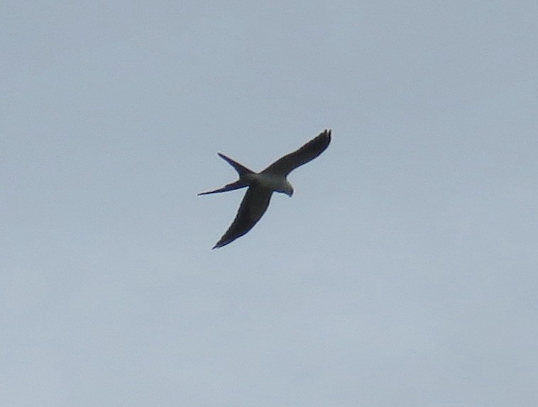 Swallow-tailed Kite - ML612051741