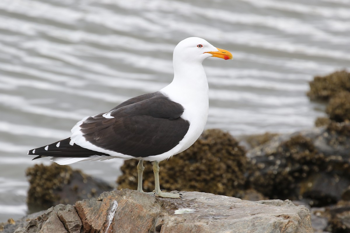 Kelp Gull (dominicanus) - ML612051753