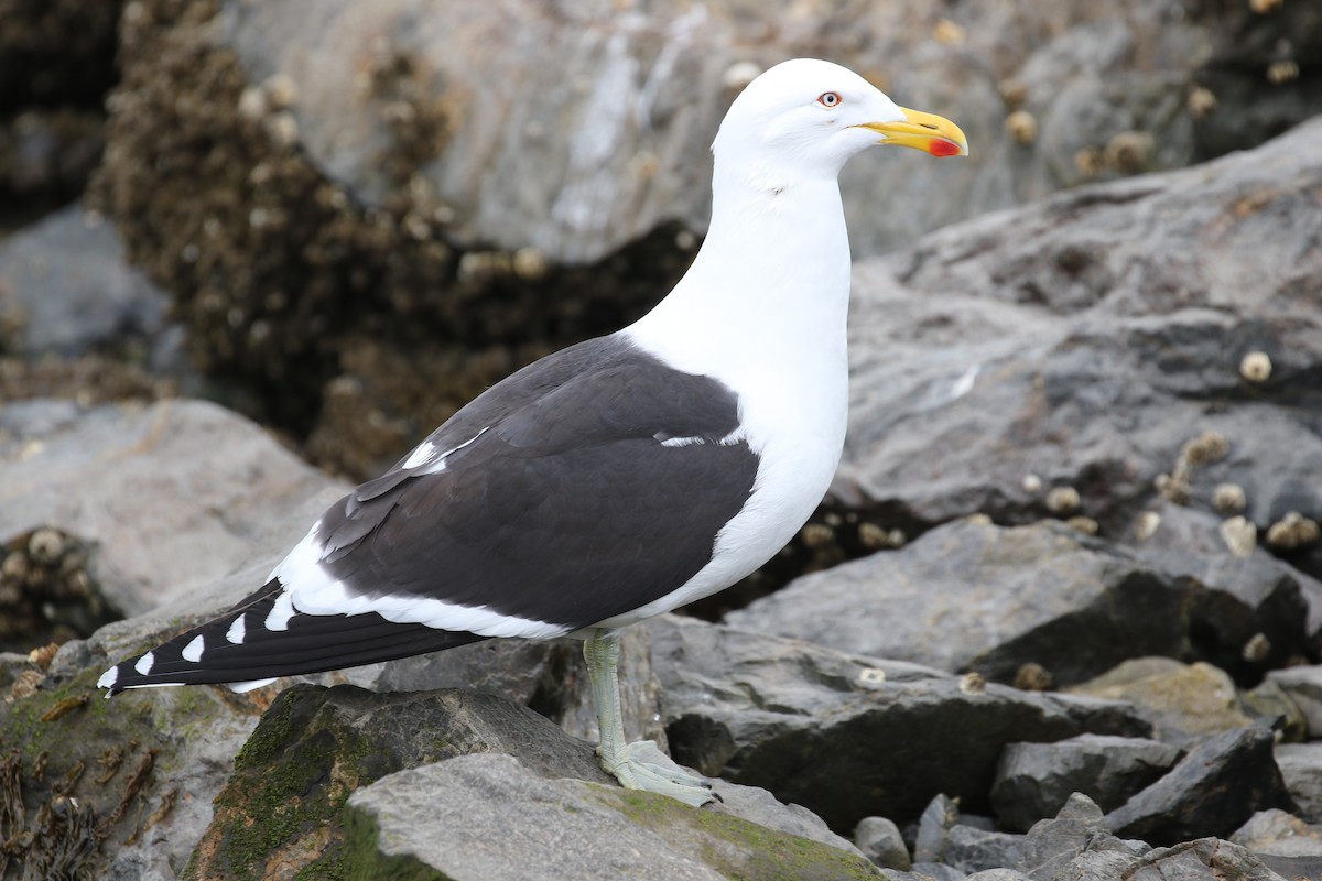 Kelp Gull (dominicanus) - ML612051756