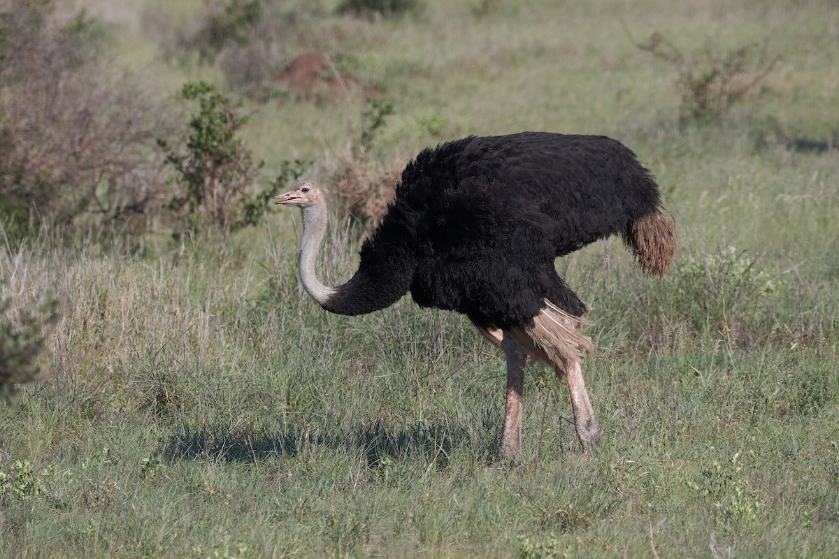 Common Ostrich - ML612051905