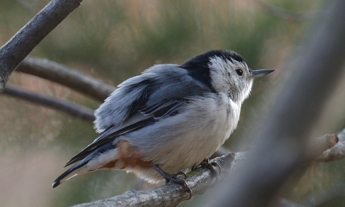 White-breasted Nuthatch - ML612052097