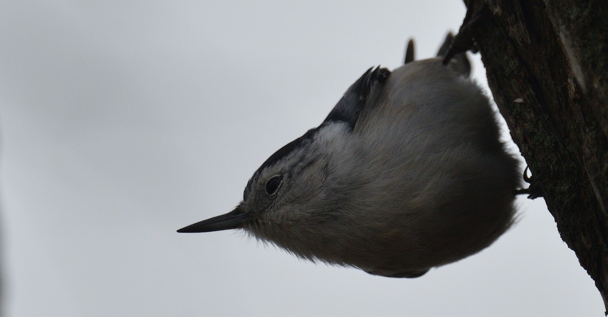 White-breasted Nuthatch - Avery Dart