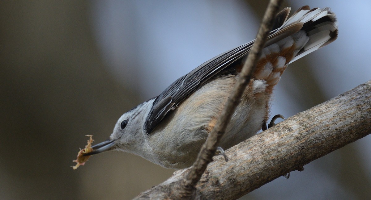 White-breasted Nuthatch - ML612052101