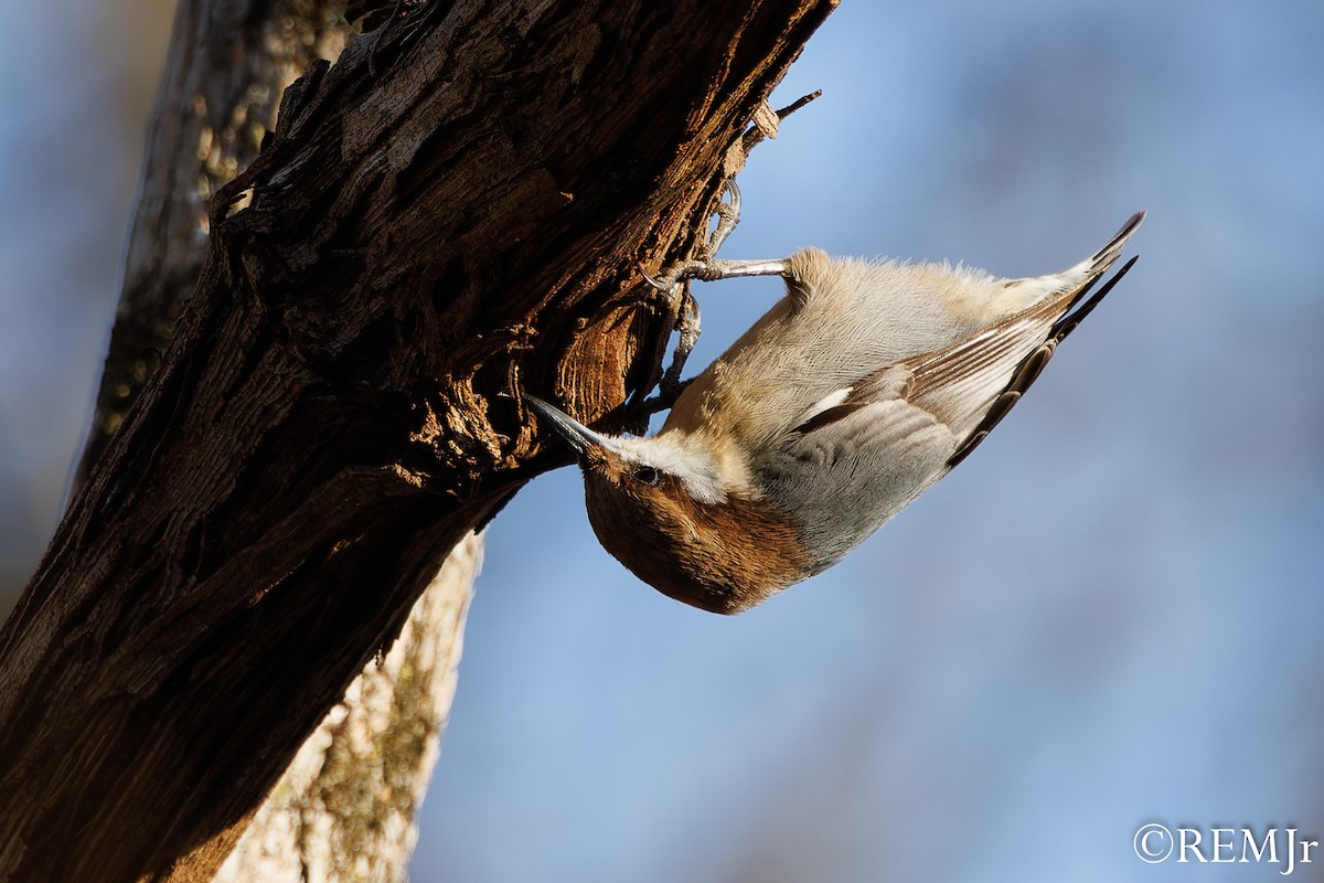 Brown-headed Nuthatch - ML612052116