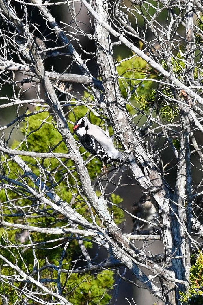 Downy Woodpecker - ML612052181