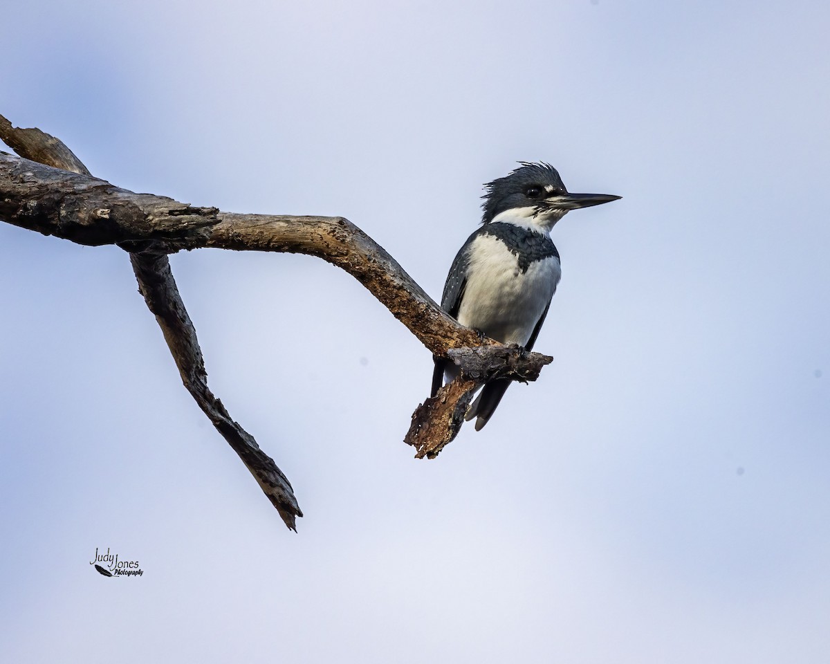 Belted Kingfisher - ML612052604