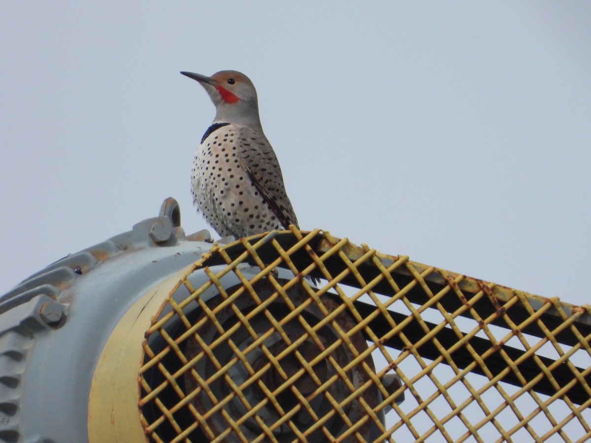 Northern Flicker (Red-shafted) - ML612052810