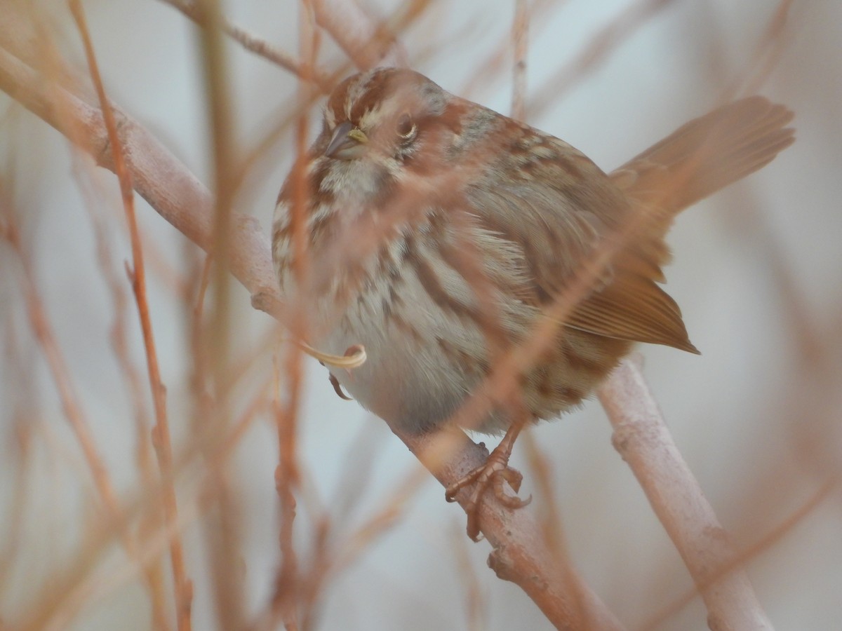 Song Sparrow - Tom Wuenschell