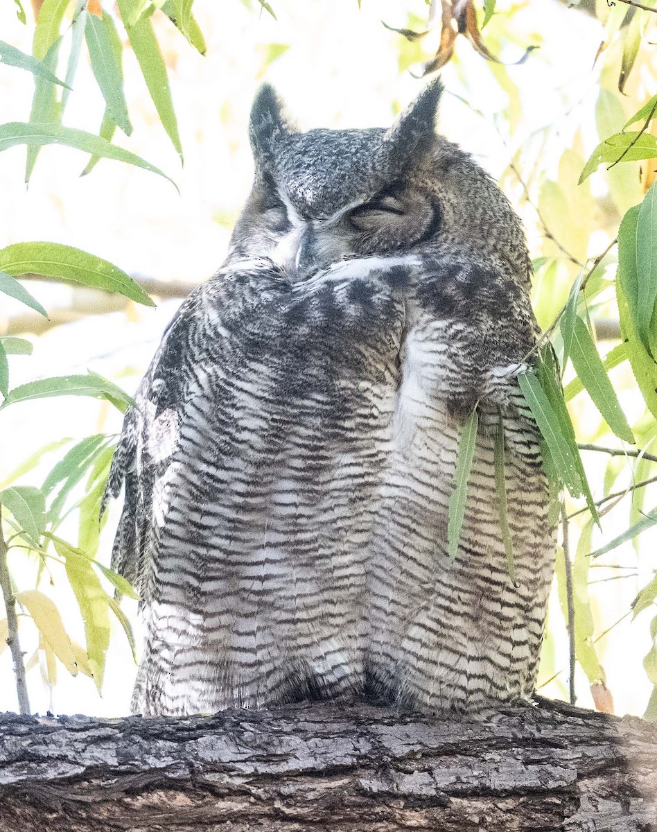 Great Horned Owl - ML612052935