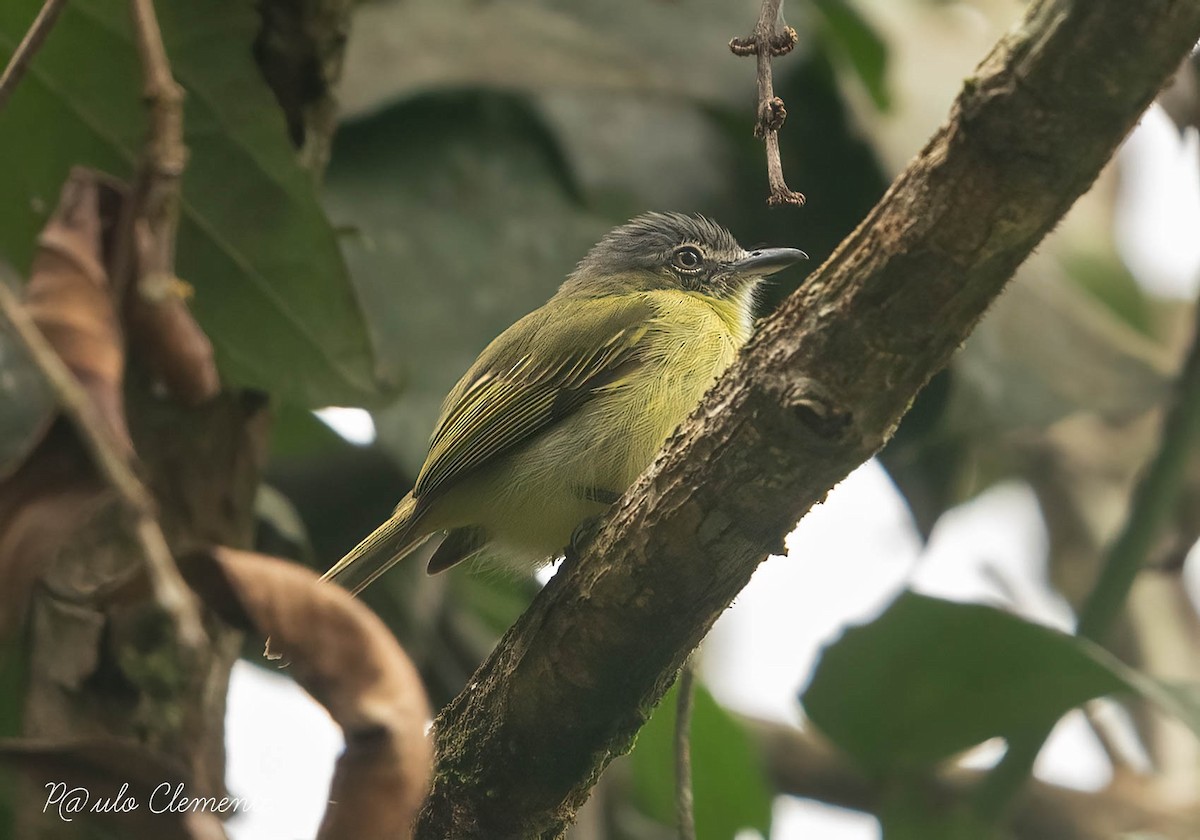Gray-crowned Flatbill - ML612052938