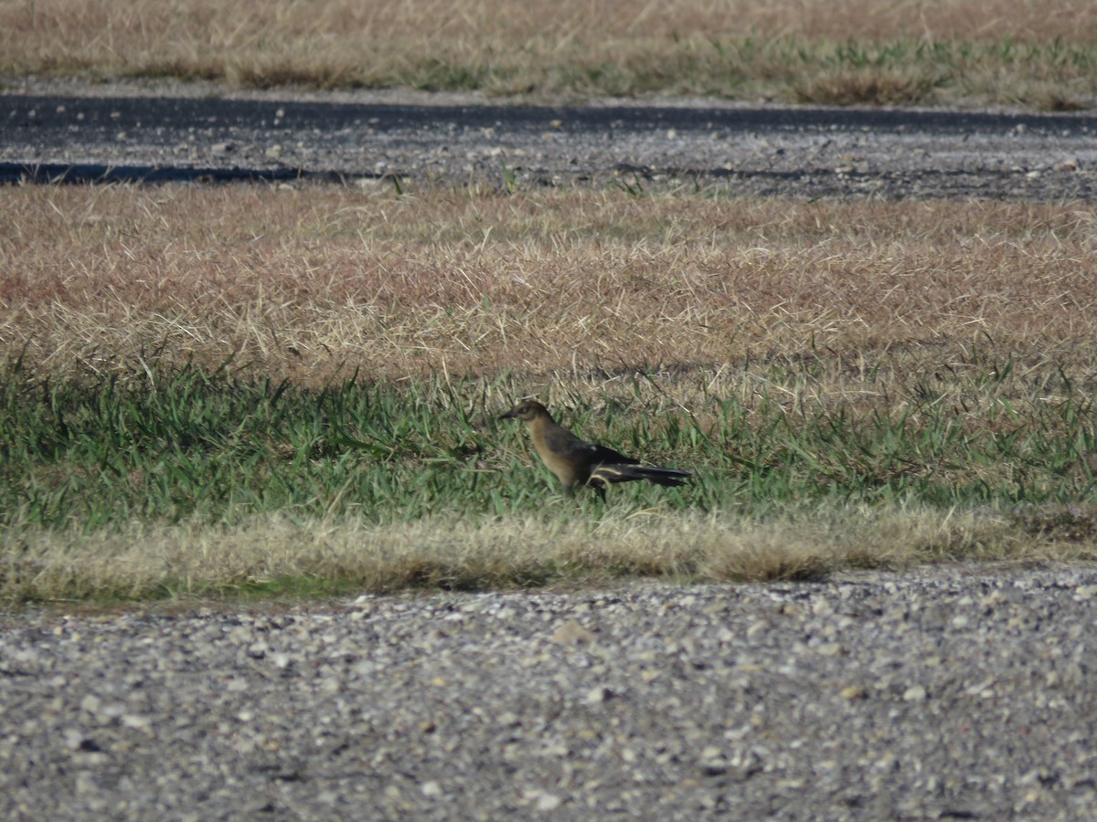 Great-tailed Grackle - ML612052988