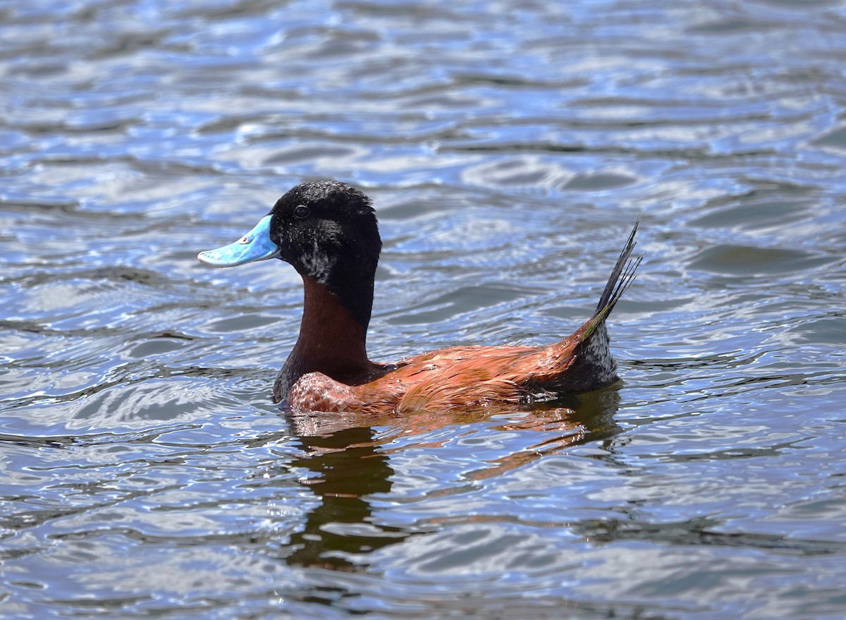 Andean Duck - ML612053061