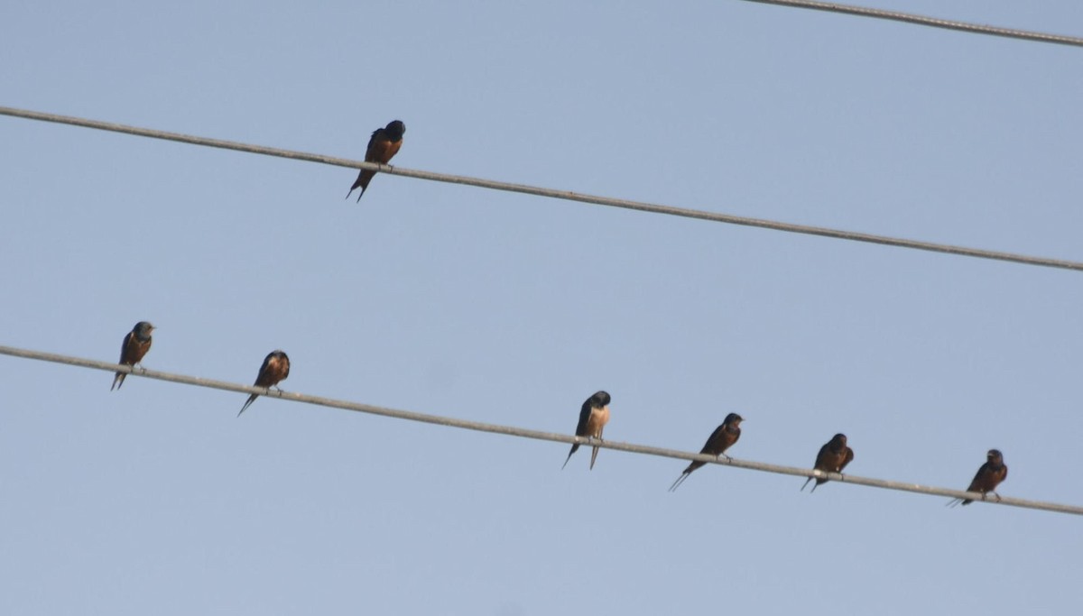 Barn Swallow (Egyptian) - ML612053114