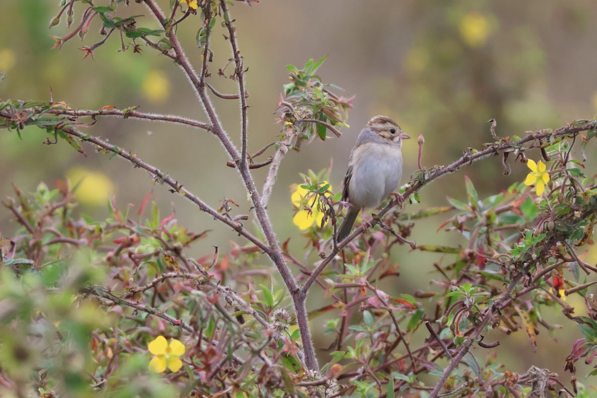 Clay-colored Sparrow - ML612053196