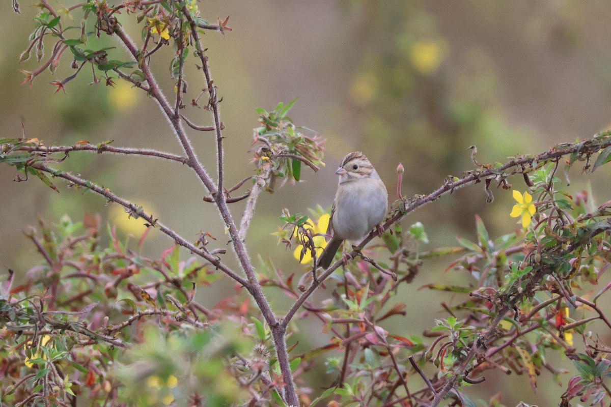 Clay-colored Sparrow - ML612053197