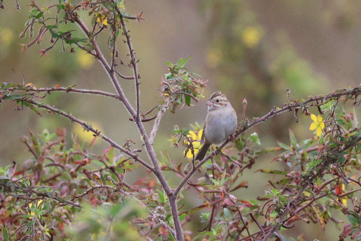 Clay-colored Sparrow - ML612053198