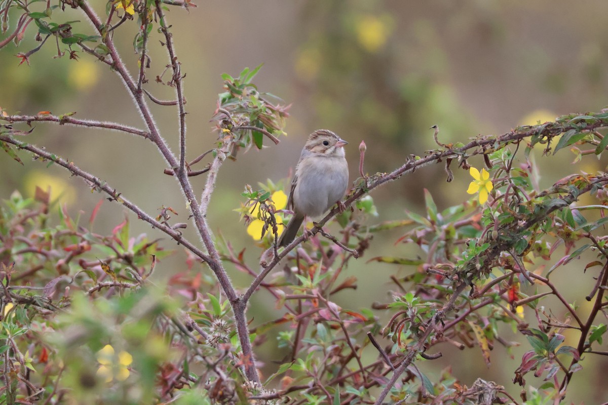 Clay-colored Sparrow - ML612053199