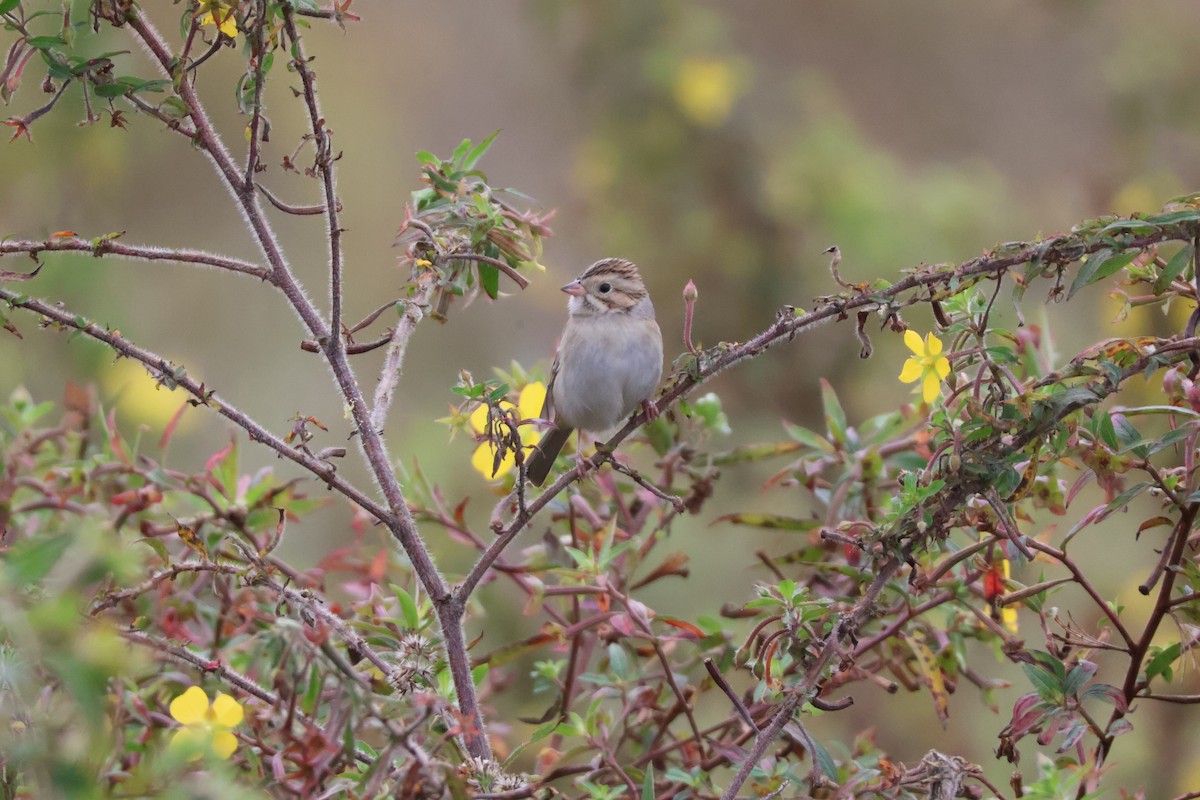 Clay-colored Sparrow - ML612053202