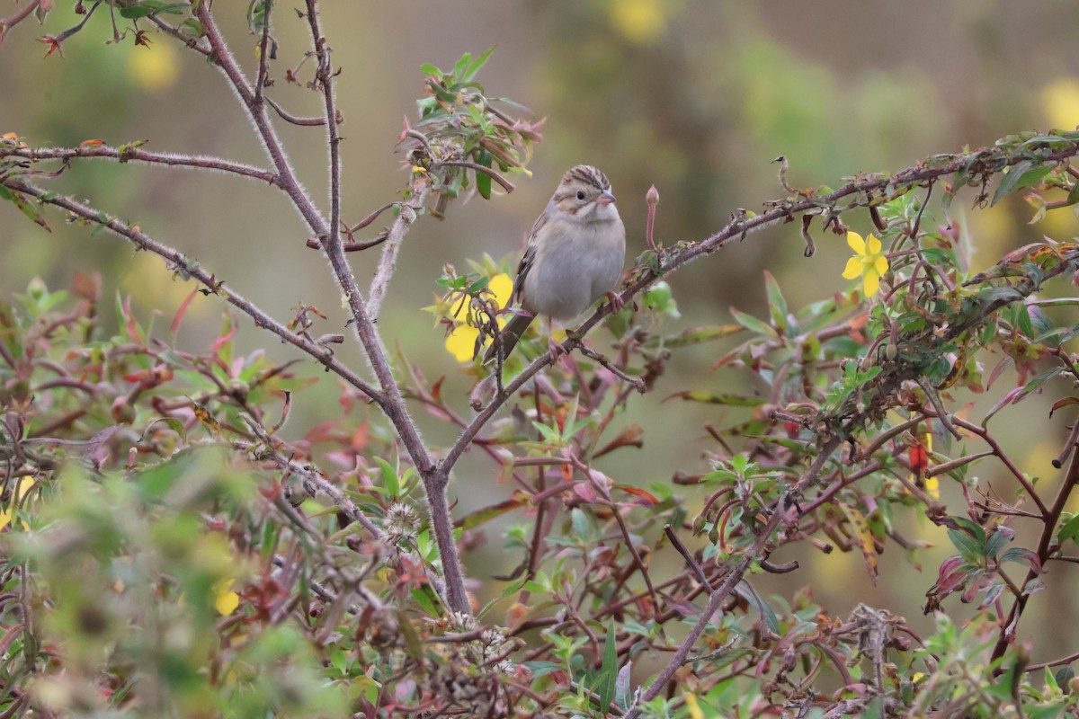 Clay-colored Sparrow - ML612053203