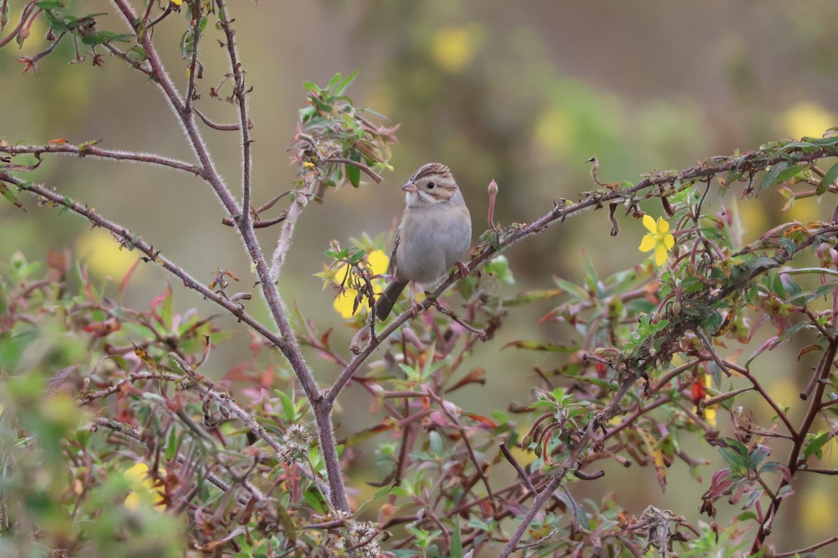 Clay-colored Sparrow - ML612053206