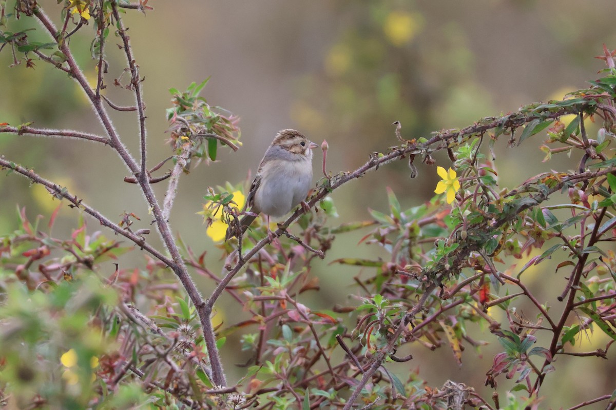 Clay-colored Sparrow - ML612053208