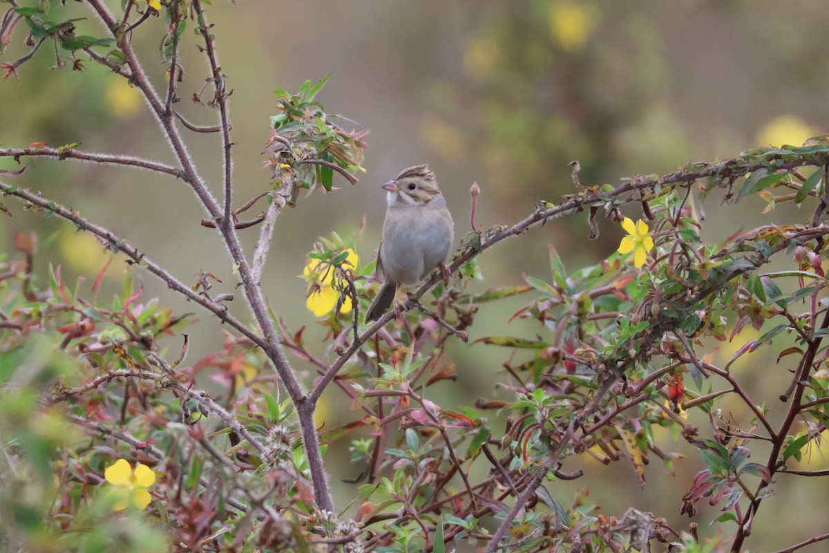 Clay-colored Sparrow - ML612053209