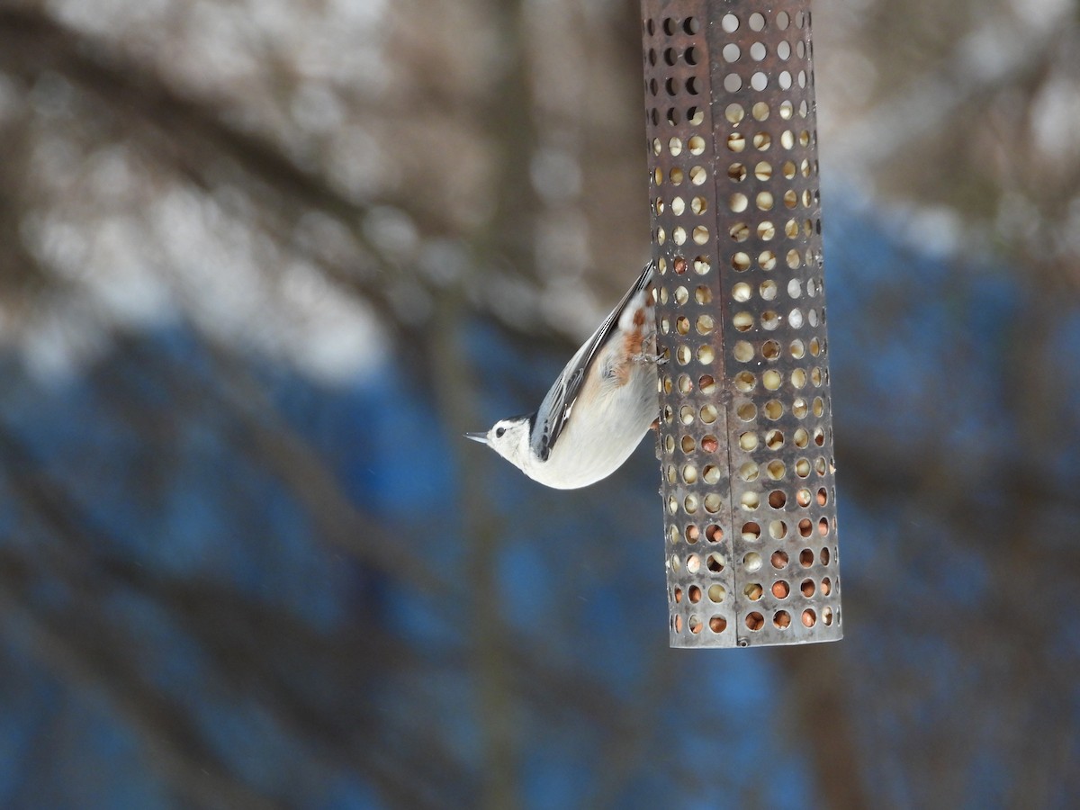 White-breasted Nuthatch - ML612053420