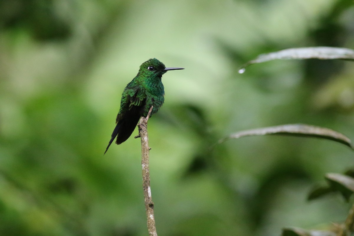 Green-crowned Brilliant - ML612053564