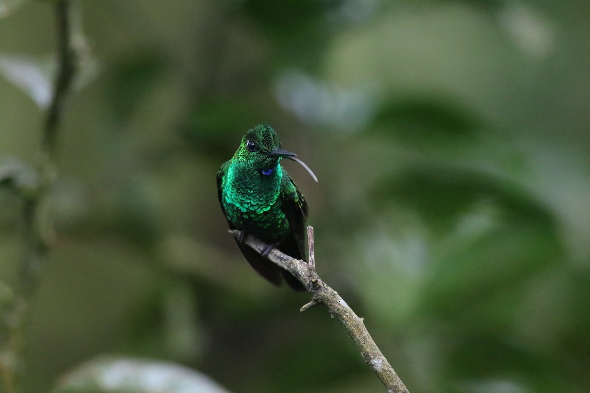 Green-crowned Brilliant - ML612053587