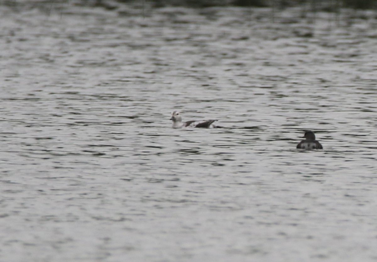 Long-tailed Duck - ML612053700