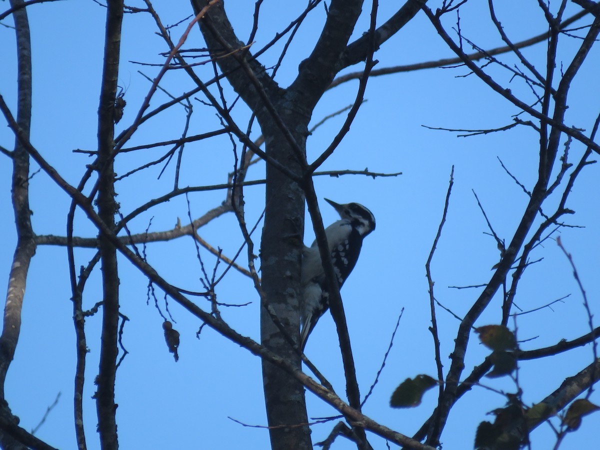 Hairy Woodpecker - ML612053711