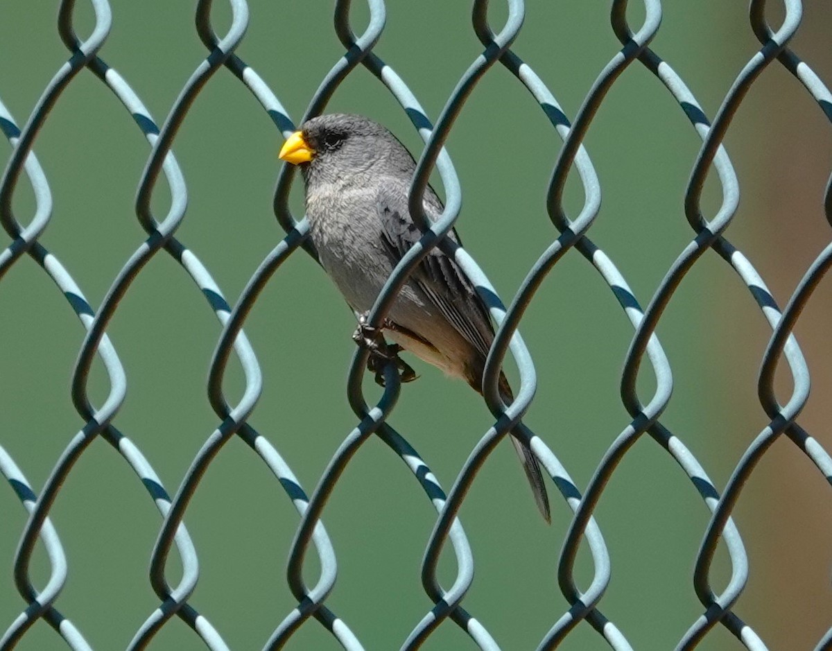Band-tailed Seedeater - ML612053746