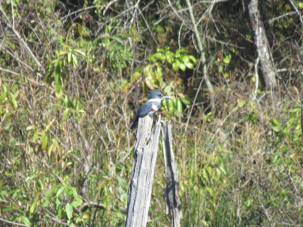 Belted Kingfisher - ML612053794