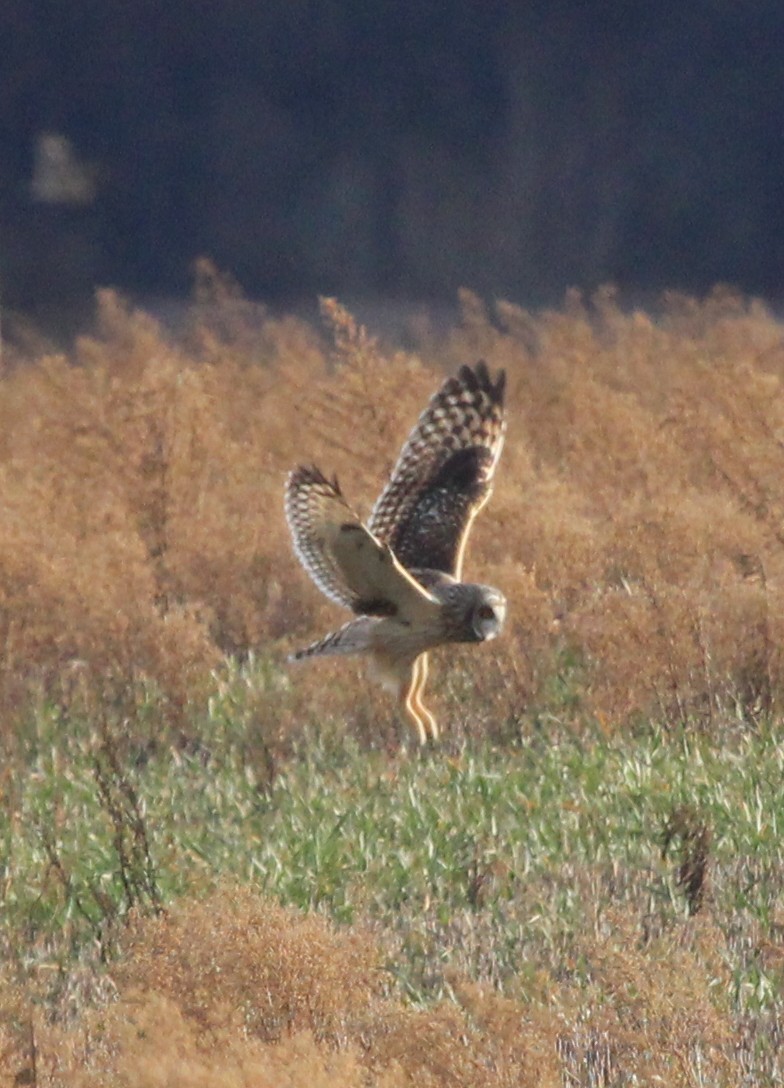 EBird Checklist - 9 Dec 2023 - 23124 B Drive North, Albion, Michigan ...