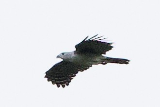 Gray-headed Kite - ML612053811