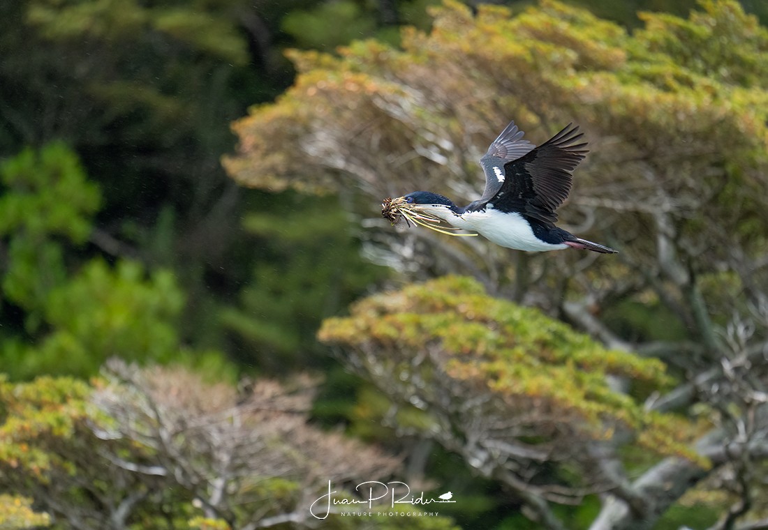 Imperial Cormorant - JUAN PABLO  RIDER LEGISOS