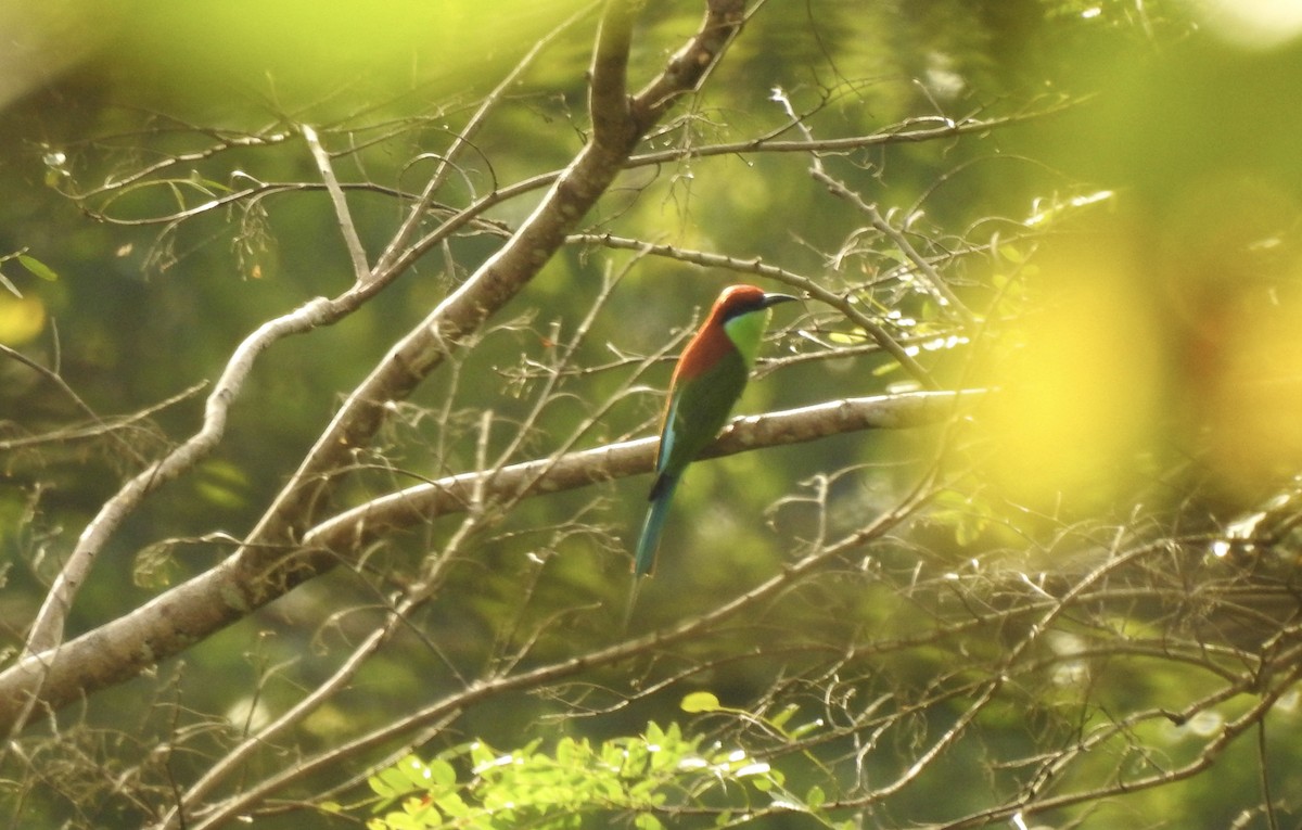 Rufous-crowned Bee-eater - Noam Markus