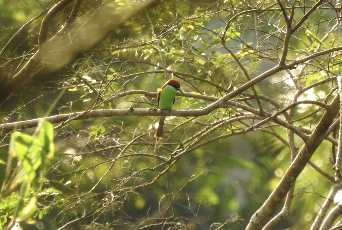 Rufous-crowned Bee-eater - ML612054273