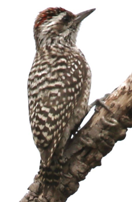 Checkered Woodpecker - ML612054276