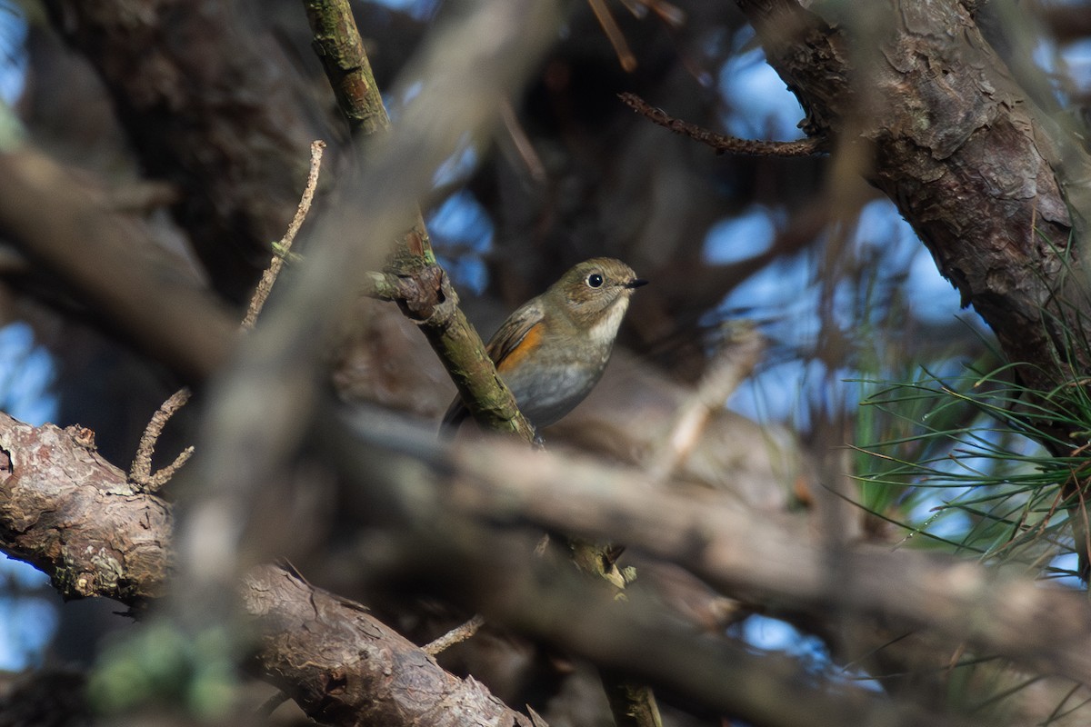 Red-flanked Bluetail Bird Facts (Tarsiger cyanurus)