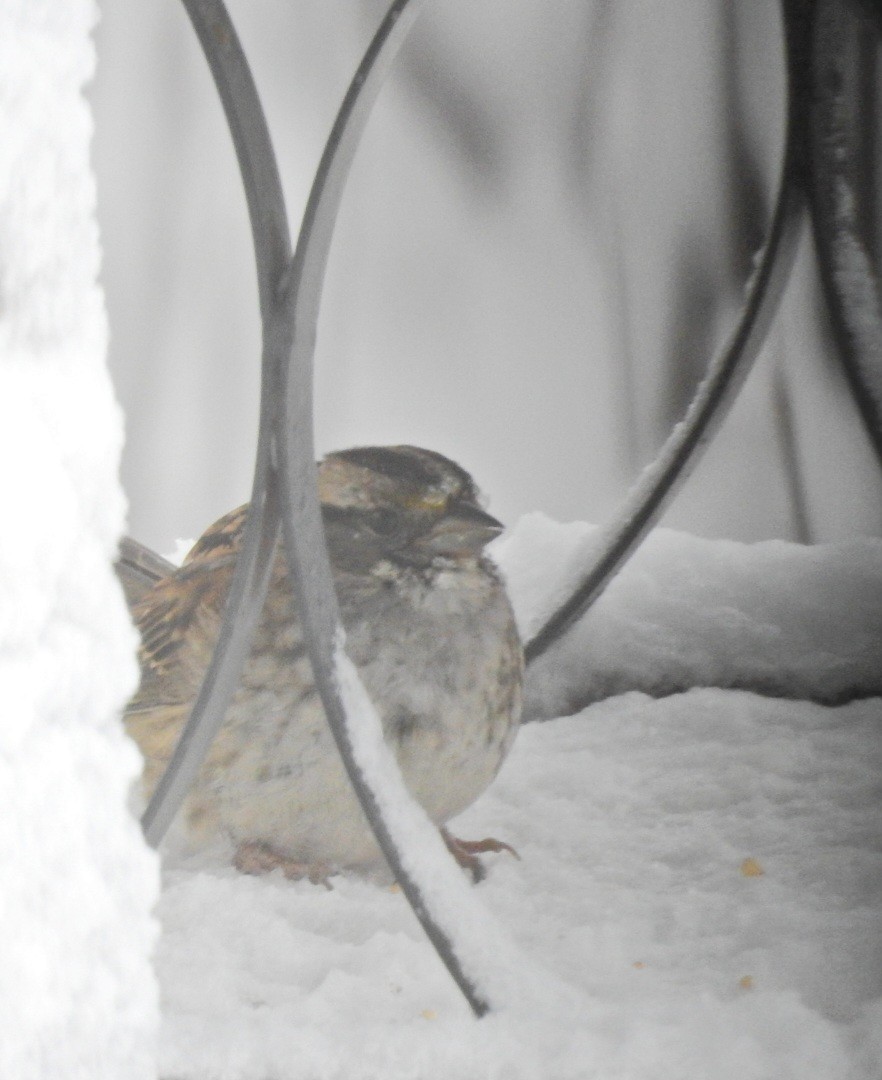 White-throated Sparrow - ML612054336