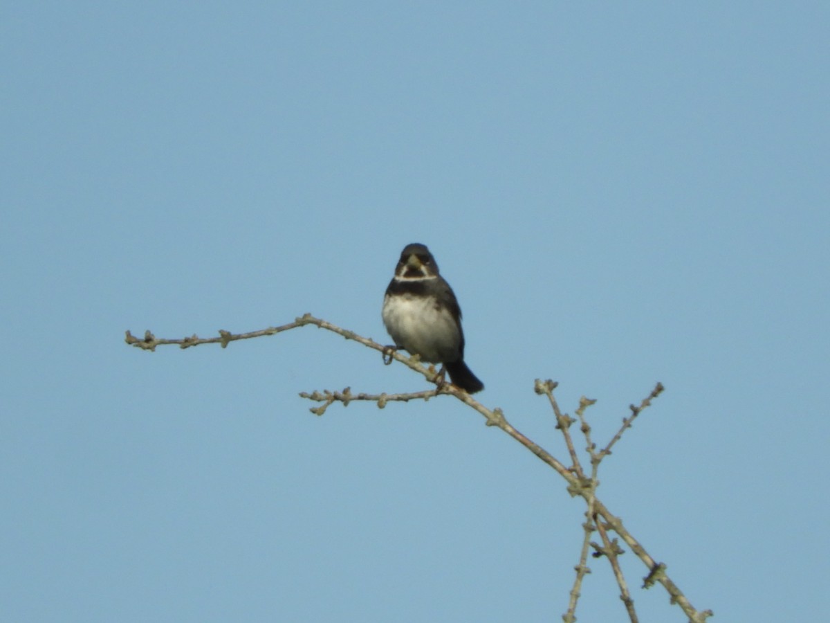 Double-collared Seedeater - ML612054337