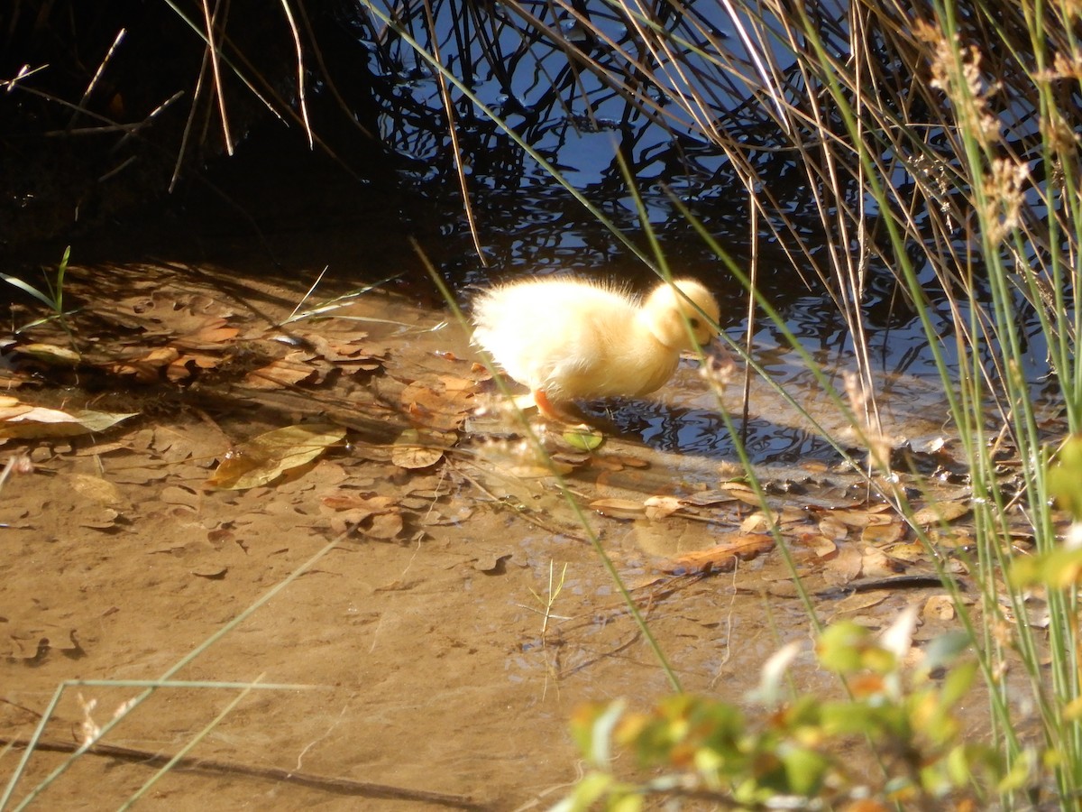 Muscovy Duck (Domestic type) - ML612054389