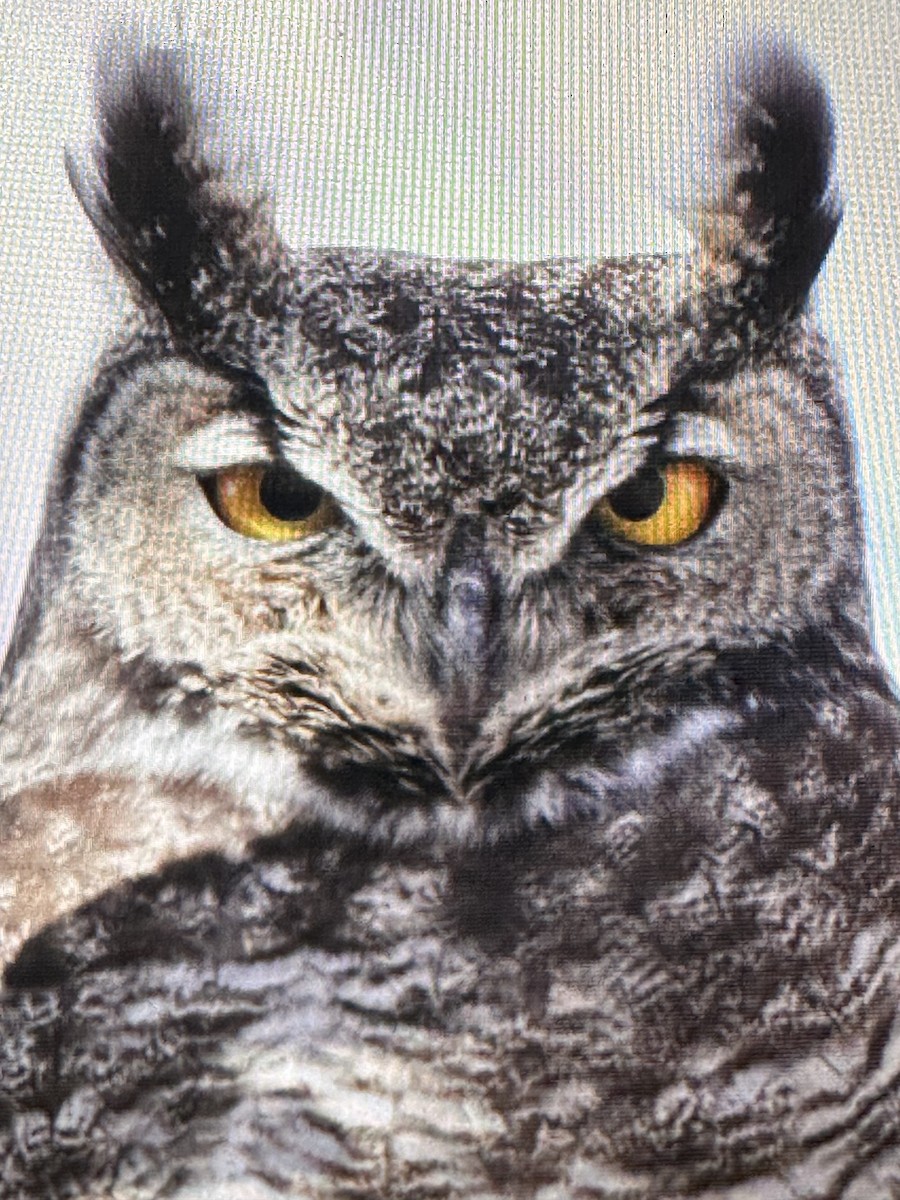 Great Horned Owl - Gak Stonn
