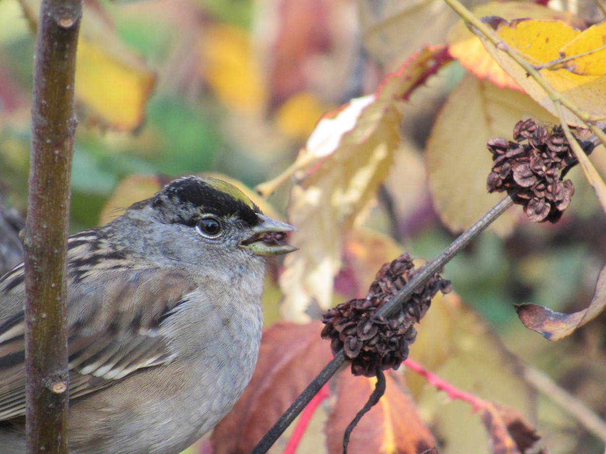 Golden-crowned Sparrow - ML612054596