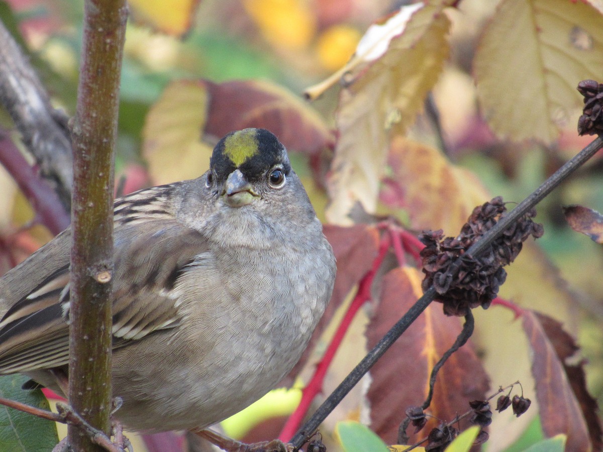 Golden-crowned Sparrow - ML612054625