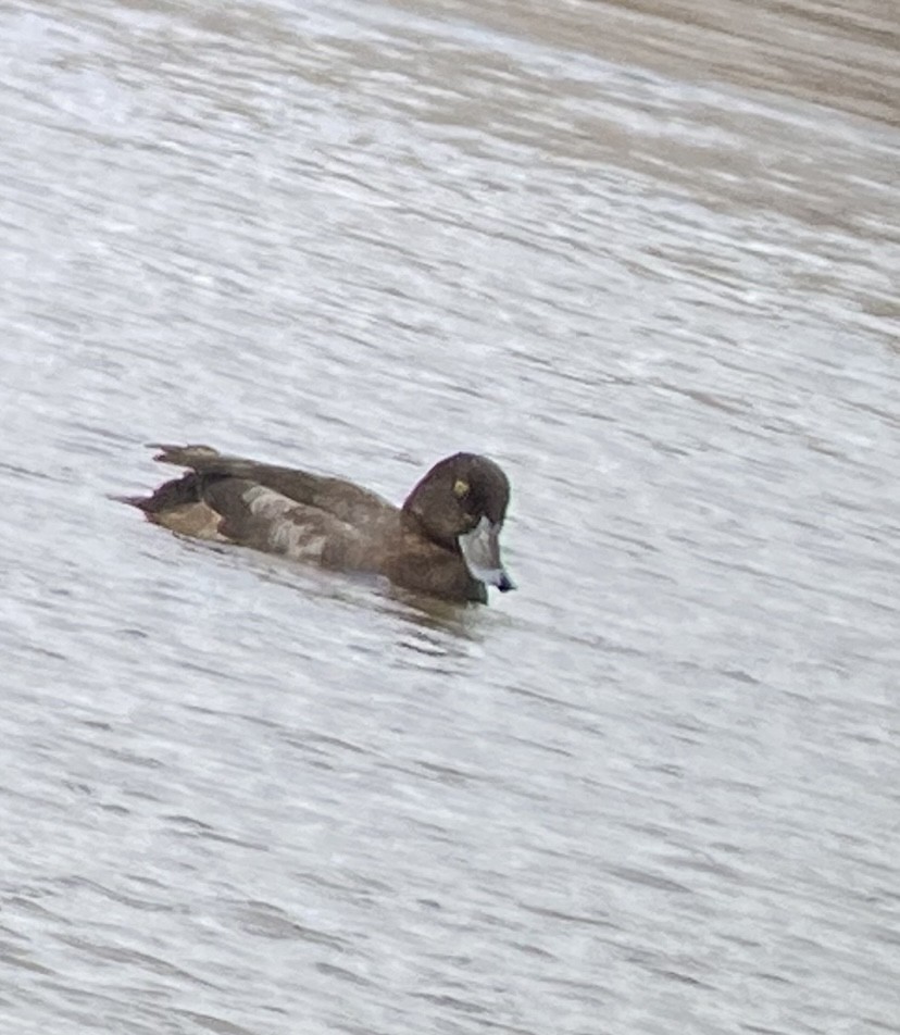 Greater Scaup - ML612054635