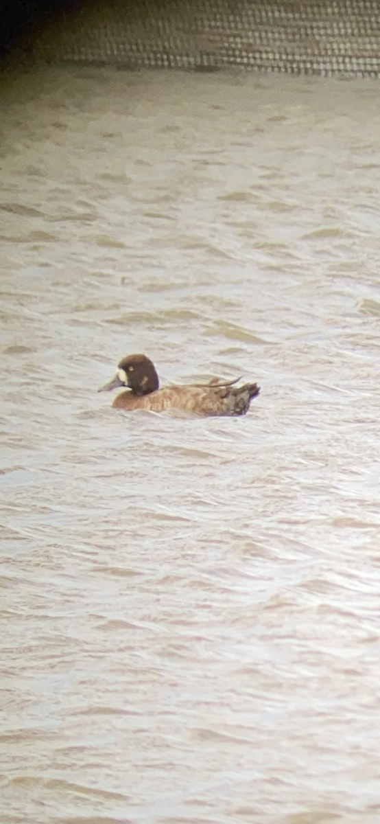 Greater Scaup - ML612054636